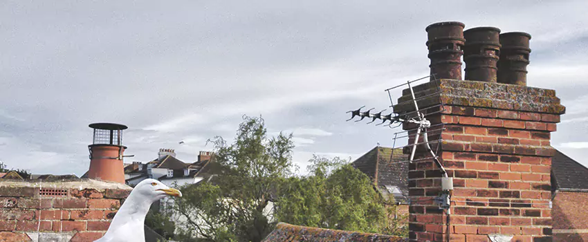 Chimney Cleaning And Restoration in Scaggsville, Maryland